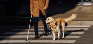Les chiens guides pour aveugles